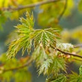 blossoming maple leaves in spring Royalty Free Stock Photo