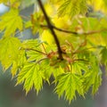 blossoming maple leaves in spring Royalty Free Stock Photo