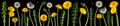 Brightly shining dandelion flowers isolated on black Royalty Free Stock Photo