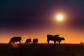 Brightly shining sunset sun over a silhouette of cow cattle grazing in a field Royalty Free Stock Photo