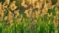 Brightly sunny spring reeds Russia, Krasnodar Territory