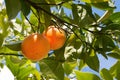 Ripe sweet oranges on a tree branch against the blue sky in italian garden Royalty Free Stock Photo