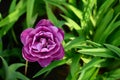 Brightly violet tulip