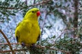 Brightly yellow Australian wavy parrot