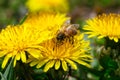 Brightly yellow dandelion flowers in green meadow in countryside Royalty Free Stock Photo