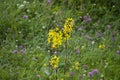 Brightly yellow plant inflorescence a buzulnik