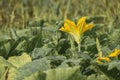 Brightly yellow zucchini flower rose above the green foliage Royalty Free Stock Photo