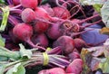 Brightn Organic Radishes