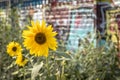 Bright yellow sunflowers in a gritty urban setting