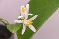 The Brightness of Spring: A Close-Up of a Lemon Tree in Bloom close up