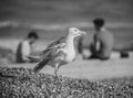 Brighton beach in black and white.