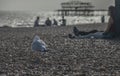 Brighton beach - the old pier, people and seagulls on the beach. Royalty Free Stock Photo