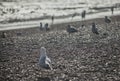 Brighton beach - sunlit pebbles and seagulls in the evening.