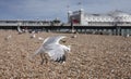 Brighton, England - seagulls flying over the pebbles. Royalty Free Stock Photo