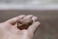 Brighton, England, the UK - a pebble on a hand. Royalty Free Stock Photo