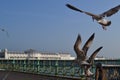 Brighton pier seagulls