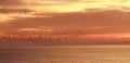 Brighton pier sunset beach pebbles water sea flock of birds