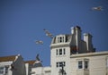 Brighton, seagulls and the buildings against a blue sky. Royalty Free Stock Photo