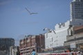 Brighton, seagulls and the buildings. Royalty Free Stock Photo