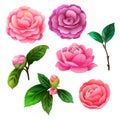 brights camellia flower vector pack