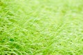 Brigt spring grass background Royalty Free Stock Photo