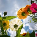 Brigt wildflowers over sky