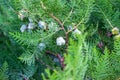 Brigth green cypress branches with young cones in spring in the forest close up. Royalty Free Stock Photo