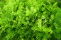 Brigth green fern Royalty Free Stock Photo