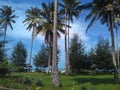 Coconut Trees in the garden near the beach