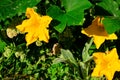 Brigth yellow flowers of the pumpkin Cucurbita maxima