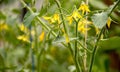 Brihgt flowers of tomato plants Lycopersicon esculentum at the greenhouse. Royalty Free Stock Photo