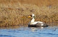 Brileider, Spectacled Eider, Somateria fischeri