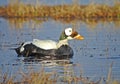 Brileider, Spectacled Eider, Somateria fischeri