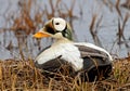 Brileider, Spectacled Eider, Somateria fischeri Royalty Free Stock Photo