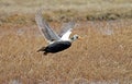 Brileider, Spectacled Eider, Somateria fischeri Royalty Free Stock Photo