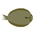 Brill, european flat fish. Flat color style vector illustration.