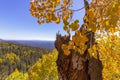 Brillant Fall Colored Aspen Leaves With A View Royalty Free Stock Photo