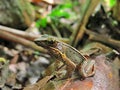 Brilliant Forest Frog