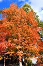 Brillant Orange Autumn Tree in Rogersville Royalty Free Stock Photo