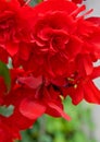 Brillant Red Hanging Begonia Flower Royalty Free Stock Photo