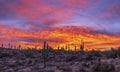 Brillant Sunrise In the Arizona Desert