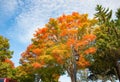 Brilliant autumn foliage colors of New England fall Royalty Free Stock Photo