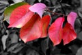 Brilliant Autumn Leaves Isolated on a Grayscale Background