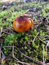 Brilliant autumn mushroom in green moss