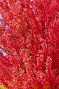 Brilliant autumn red maple leaves