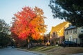 Brilliant autumn tree contrasting with early morning shadows in residential neighborhood with American flag and cars parked along