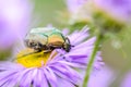 Brilliant beetle etonia aurata creeps along flower