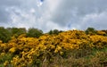 Brilliant Blooming Golden Furze Bushes Scattered Across the Landscape