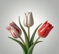 Pristine perfection: a 3 realistic one-stem tulip blooms magnificently in white.
