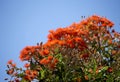 Brilliant Blossoms of Eucalyptus ficifolia West Australian scarlet flowering gum tree in early summer.